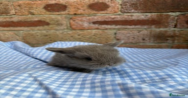 Mini Lop rabbits - Advert 5