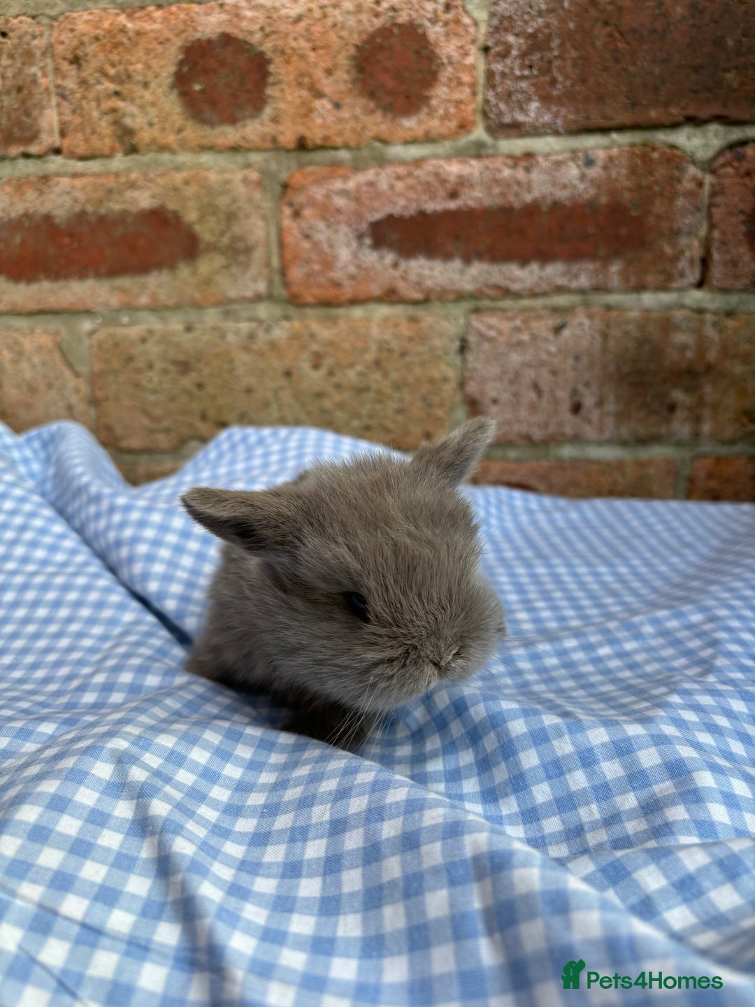 Mini Lop rabbits for sale: Beautiful Pure Bred minilops  - Image 2