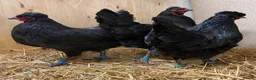 Chickens poultry for sale:  Stunning Green Egg Layers  - Advert 4