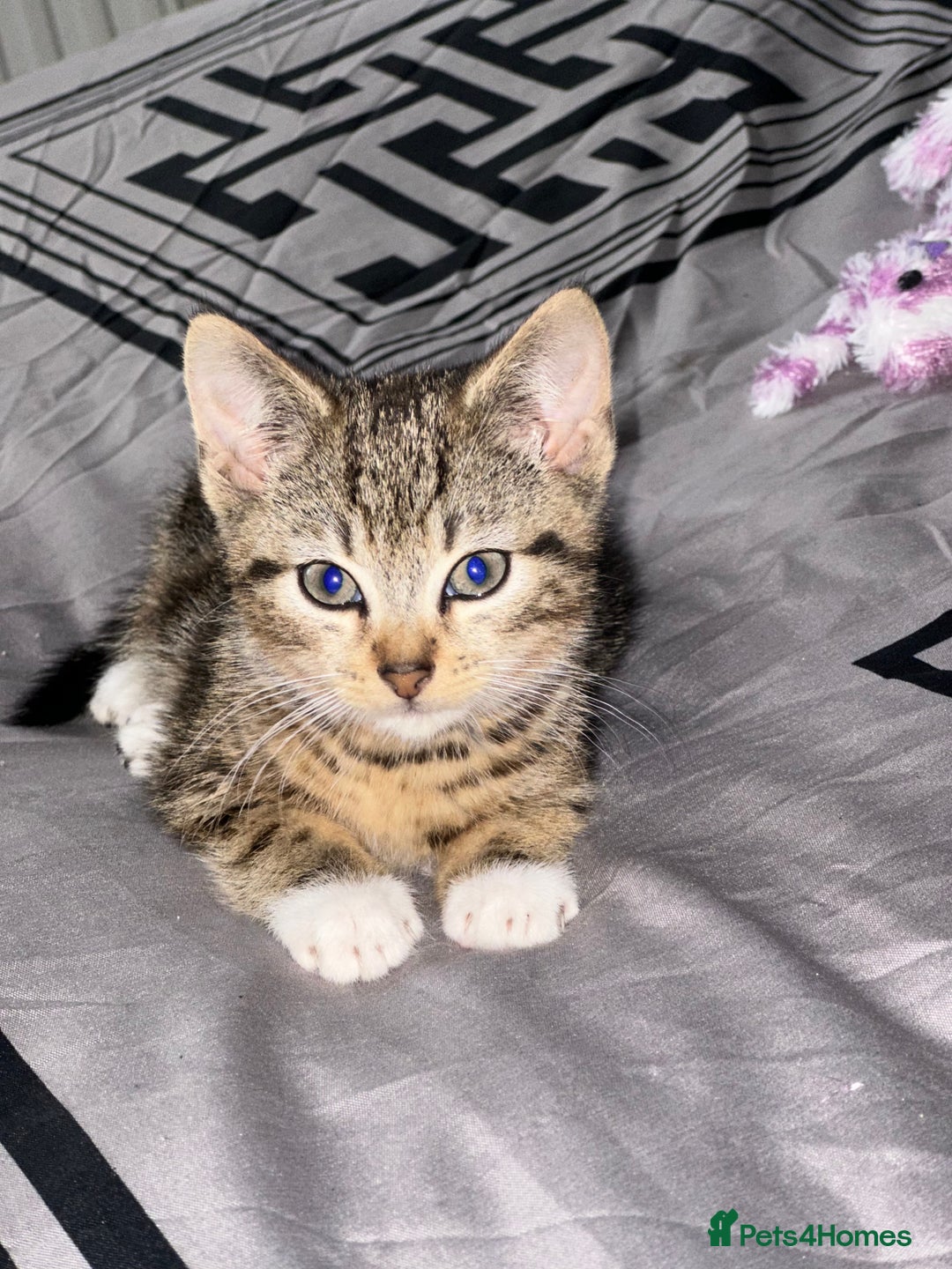 American Shorthair cats for sale: 7 weeks old Tabby Kitten  - Advert 9