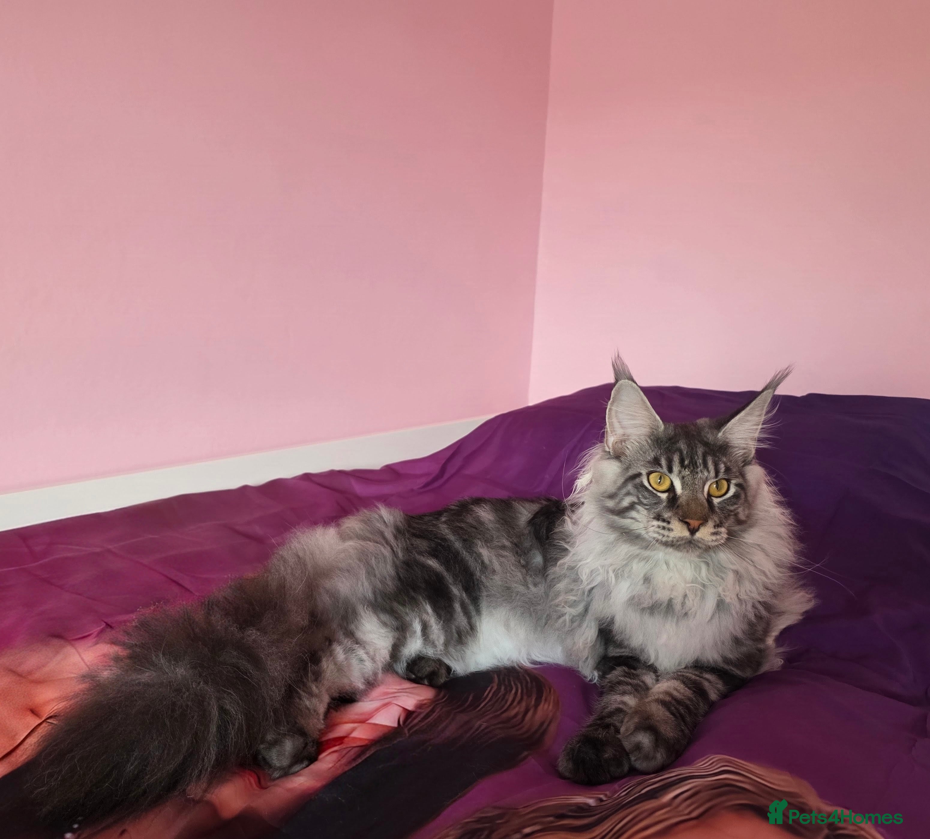 Maine Coon cats Last Stunning GCCF reg. Maine Coon Boy! - Advert 15