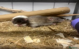 Rat rodents for sale: Two male rats  - Image 3
