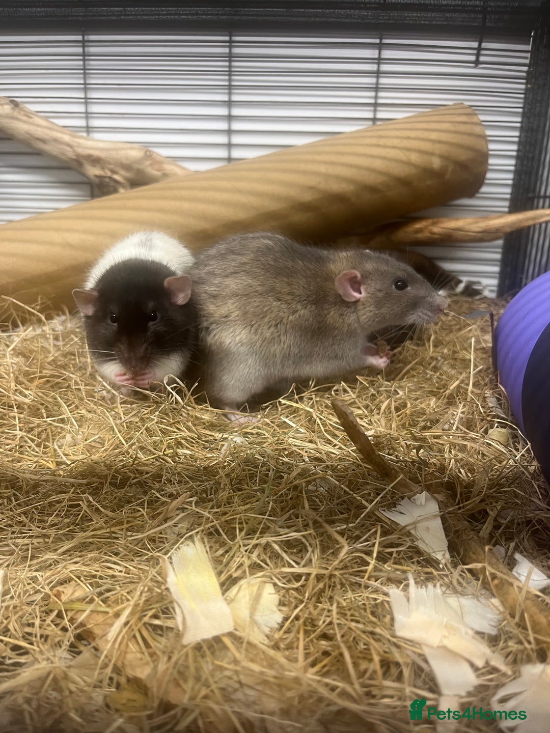 Rat rodents for sale: Two male rats  - Image 3