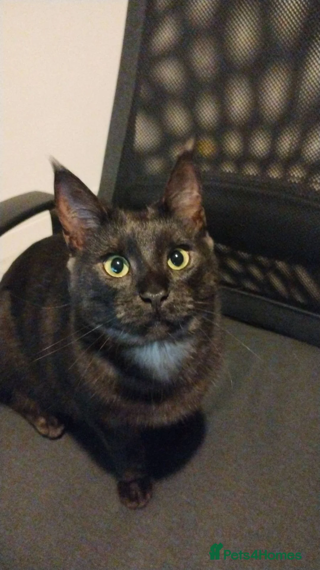 Mixed Breed cats for sale: 2 year old Maine Coon/Bengal Female for sale  - Advert 1