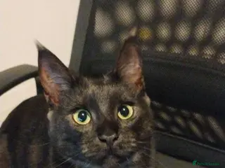 Mixed Breed cats 2 year old Maine Coon/Bengal Female for sale - Advert 1