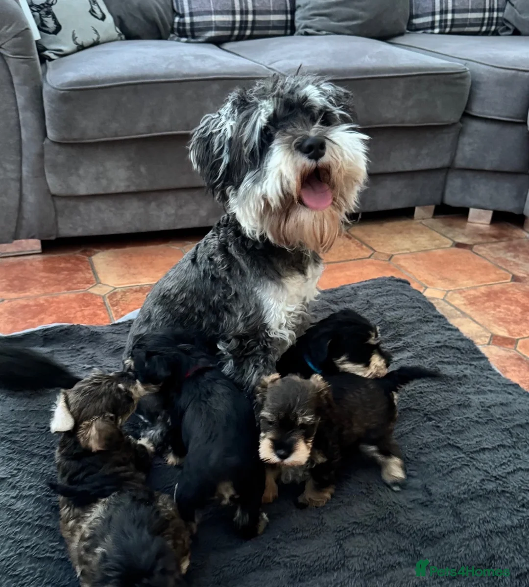 Schnoodle dogs for sale: Miniature Schnoodles. Schnoodle Mum, Schnauzer Dad - Advert 14