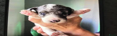 Cockapoo 1