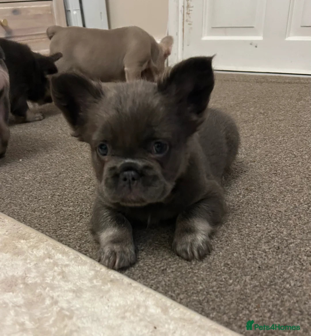 French Bulldog dogs for sale: Kc registered french bulldog puppies  - Advert 5