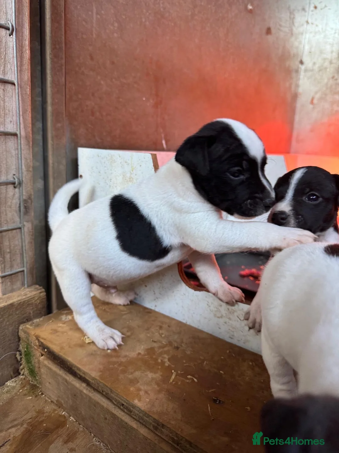 Parson Russell dogs for sale: Russel in Laurencekirk - Advert 2