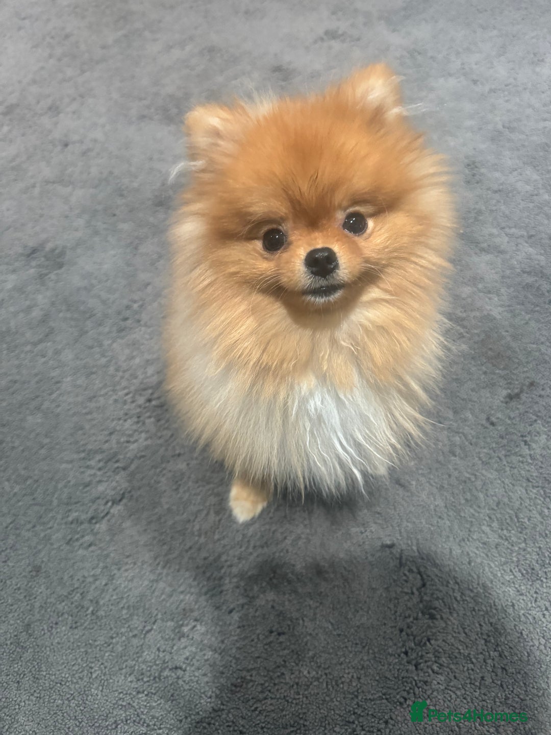 Pomeranian dogs for sale: Cheetos  - Advert 1