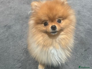 Pomeranian dogs Cheetos - Advert 2