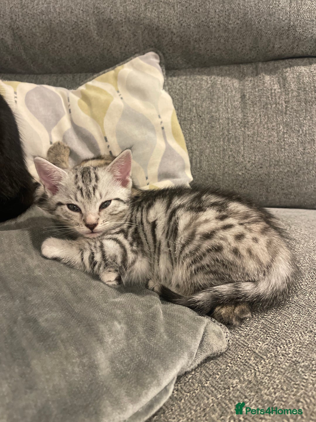 Bengal cats for sale: 🐾 Beautiful Bengal Kittens 🐾 - Image 10