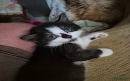 Mixed Breed cats for sale: Litter of kittens - Image 9