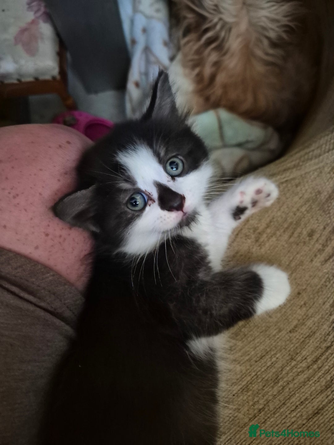 Mixed Breed cats for sale: Litter of kittens - Image 9