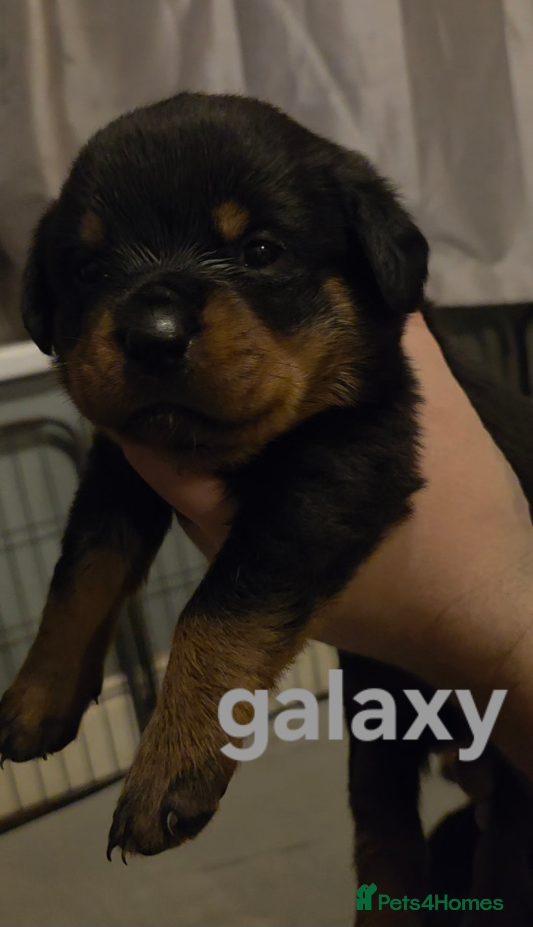 Rottweiler dogs for sale: Rottweiler puppies - Advert 40