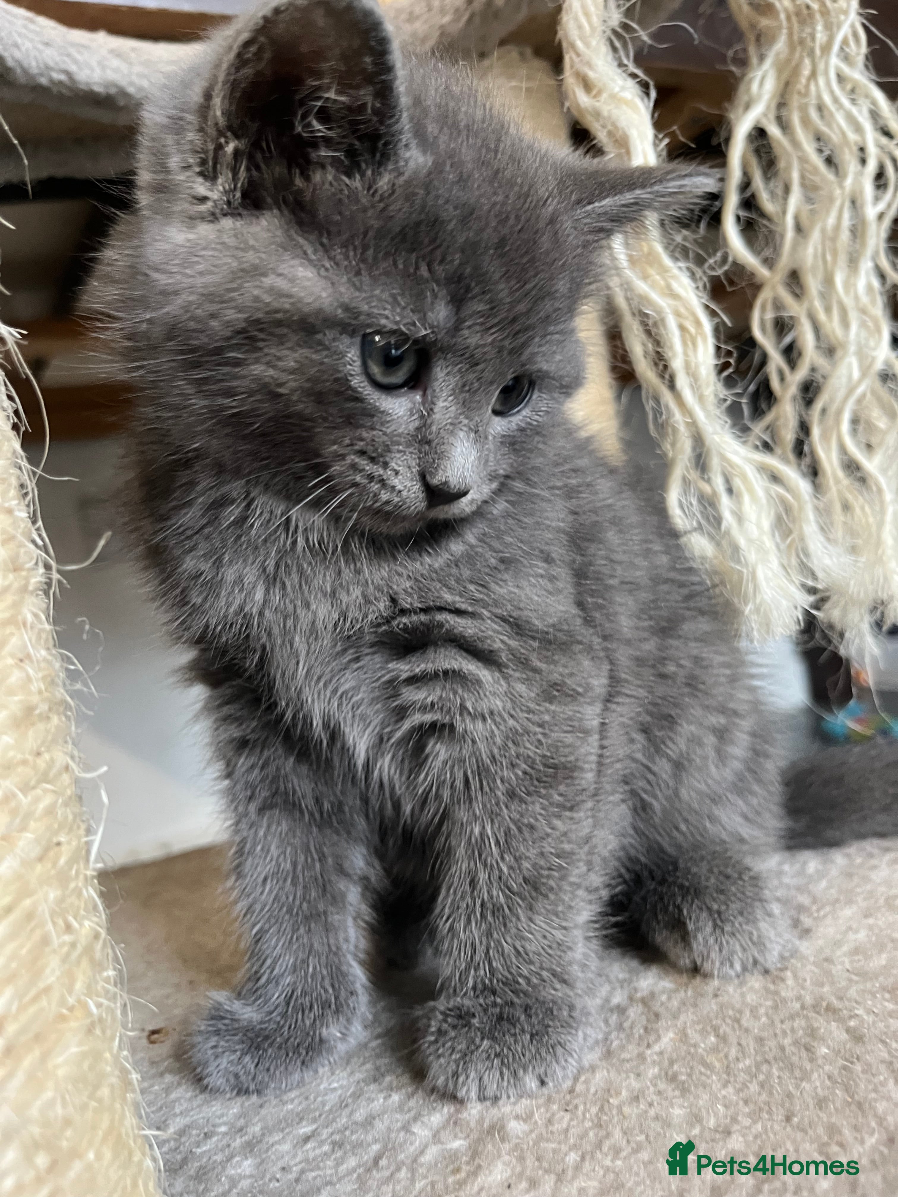 Mixed Breed cats Stunning Grey Female Kitten with Blue eyes - Advert 3
