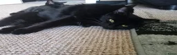 Mixed Breed cats for sale: Fluffly kittens £50 - Advert 9