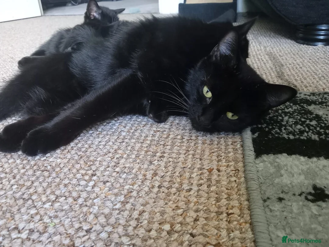 Mixed Breed cats for sale: Fluffly kittens £50 - Advert 9