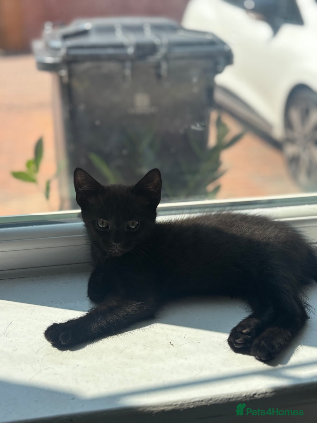 Mixed Breed cats for sale: Beautiful 4 month ghost tabby for sale  - Image 1