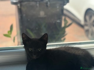 Mixed Breed cats - Advert 36