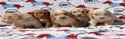 Cockapoo dogs for sale:  F1 cockapoo puppies  - Advert 3