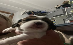 Cavapoo dogs for sale: Beautiful Cavapoo puppies - Image 18