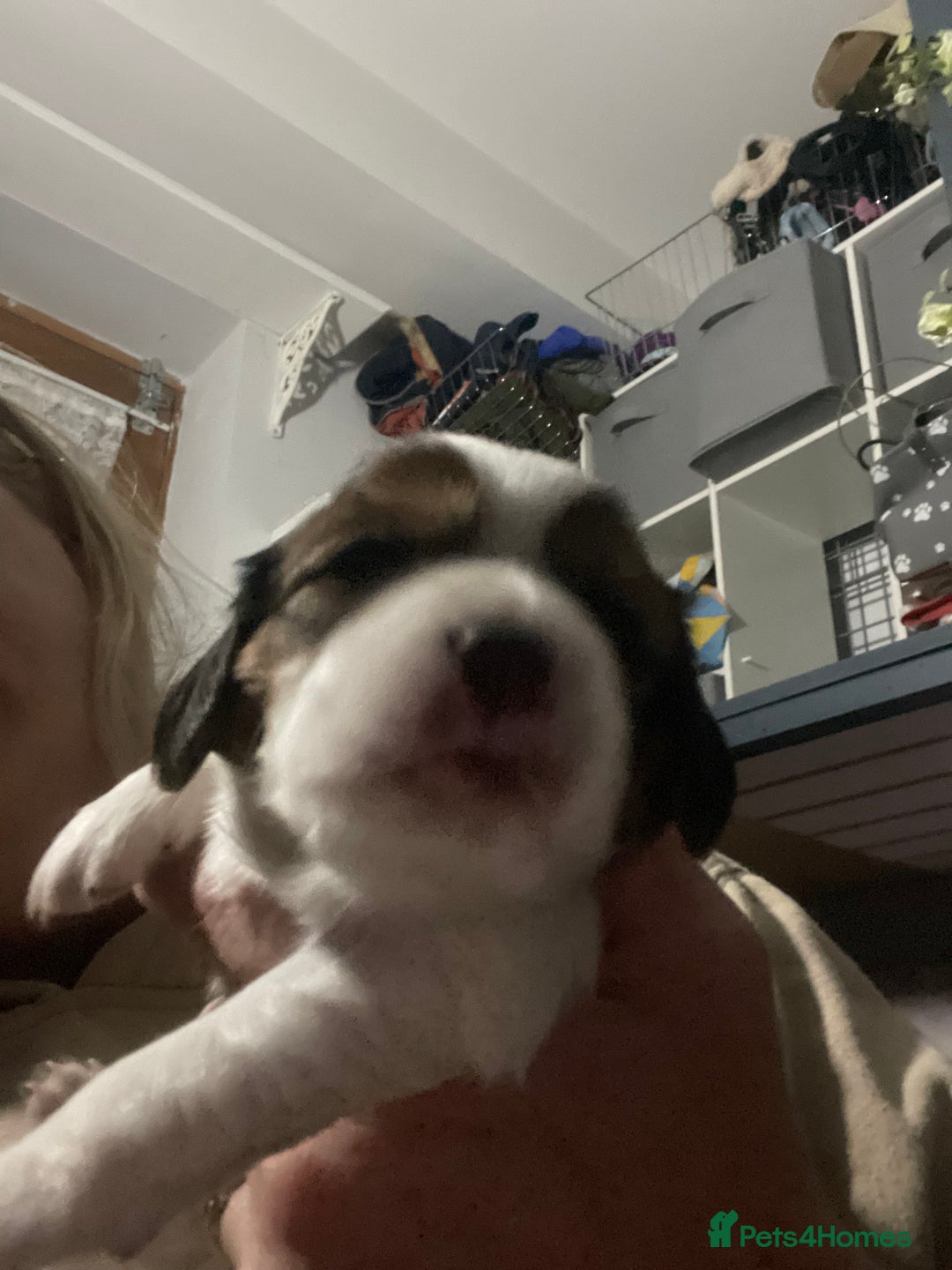 Cavapoo dogs for sale: Beautiful Cavapoo puppies - Image 18