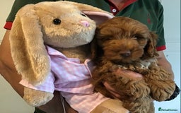 Labradoodle dogs for sale: 5* F1B Mini Labradoodles - health tested  - Image 12