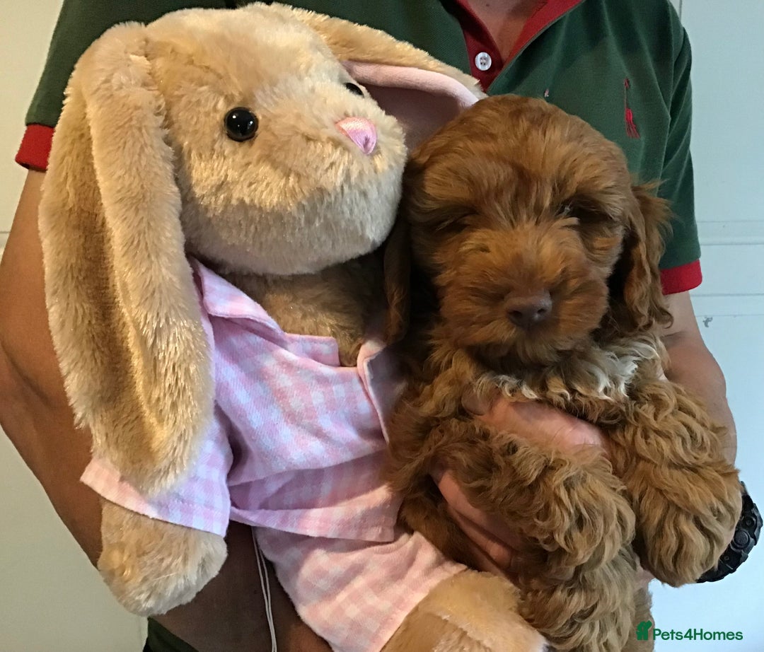 Labradoodle dogs for sale: 5* F1B Mini Labradoodles - health tested  - Image 12
