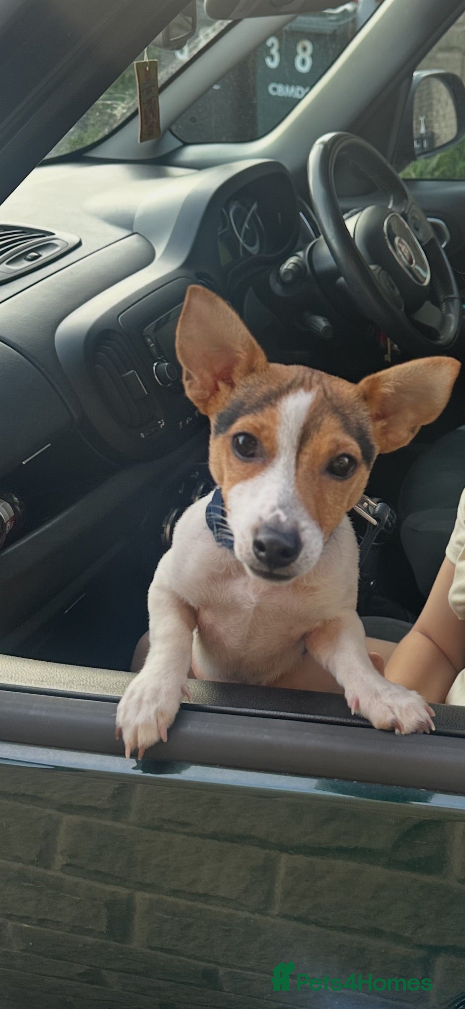Jack Russell dogs Jack Russel puppy  - Advert 1