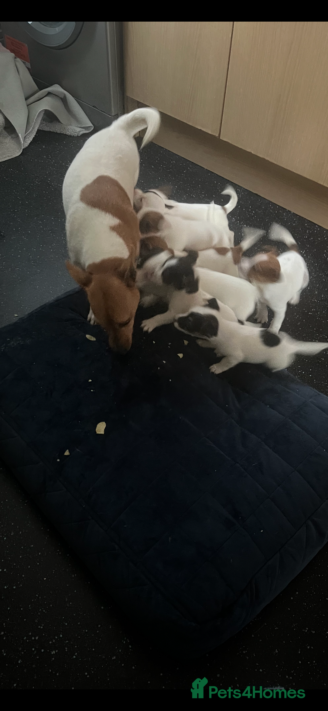 Jack Russell dogs for sale: Jack Russell  - Image 1