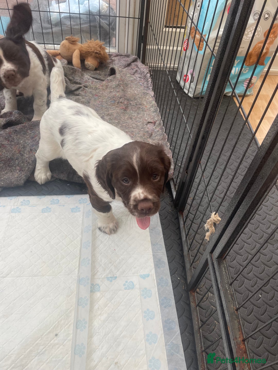 English Springer Spaniel dogs for sale: English springer spaniel kc registered  - Image 11