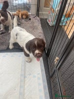 English Springer Spaniel dogs - Advert 1