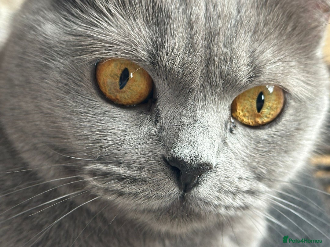 British Shorthair cats for sale: 5 year old British shorthair for sale - Image 4