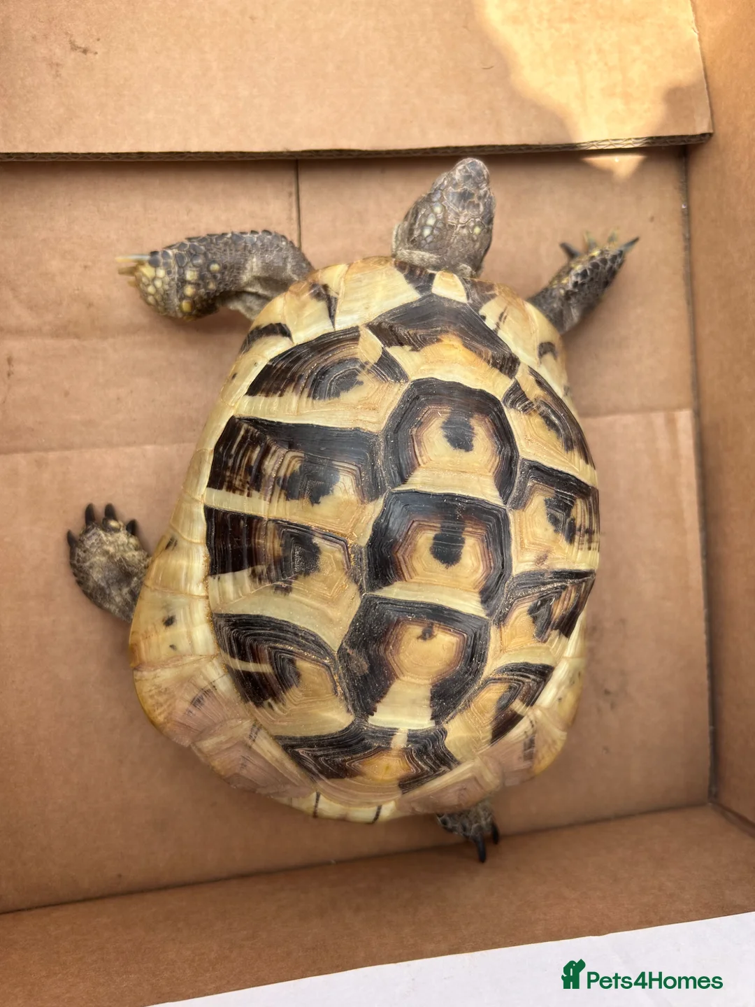 Tortoise reptiles for sale: Male tortoise  - Advert 2