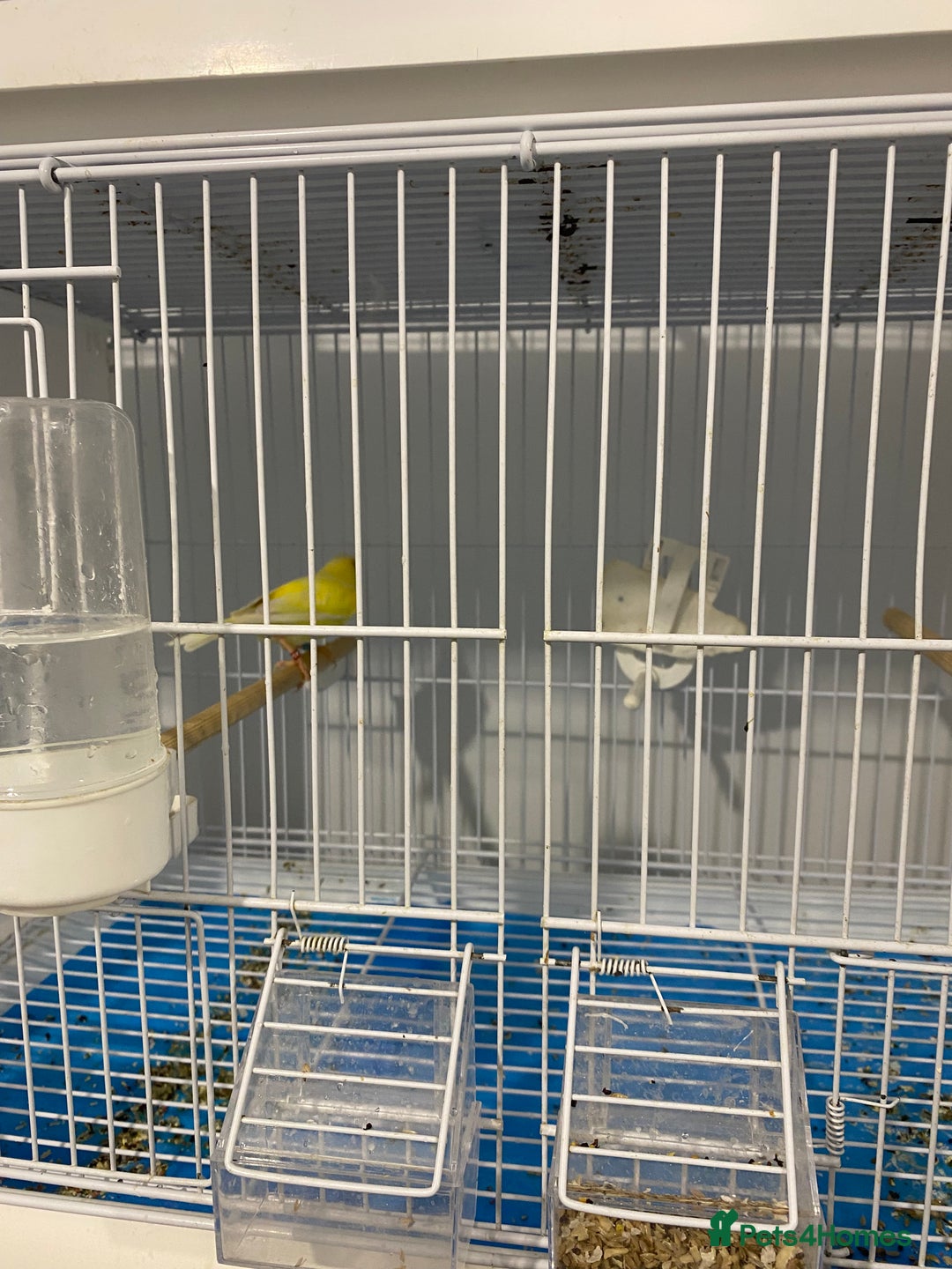 Canaries birds for sale: 4 waterslagger Canary  - Advert 3