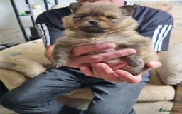 Pomeranian dogs for sale: Beautiful Pomeranians  - Image 15