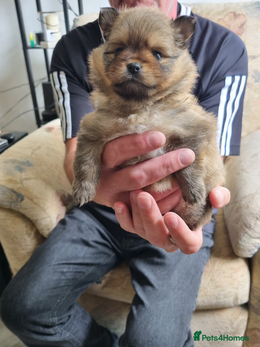 Pomeranian dogs for sale: Beautiful Pomeranians  - Image 15