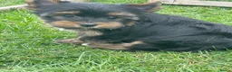 Yorkshire Terrier dogs for sale: York Terrier ,Black Tan - Advert 10