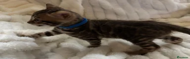 Bengal Kitten 3