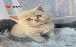 British Shorthair cats for sale: A charming kitten will be available in December. - Image 19