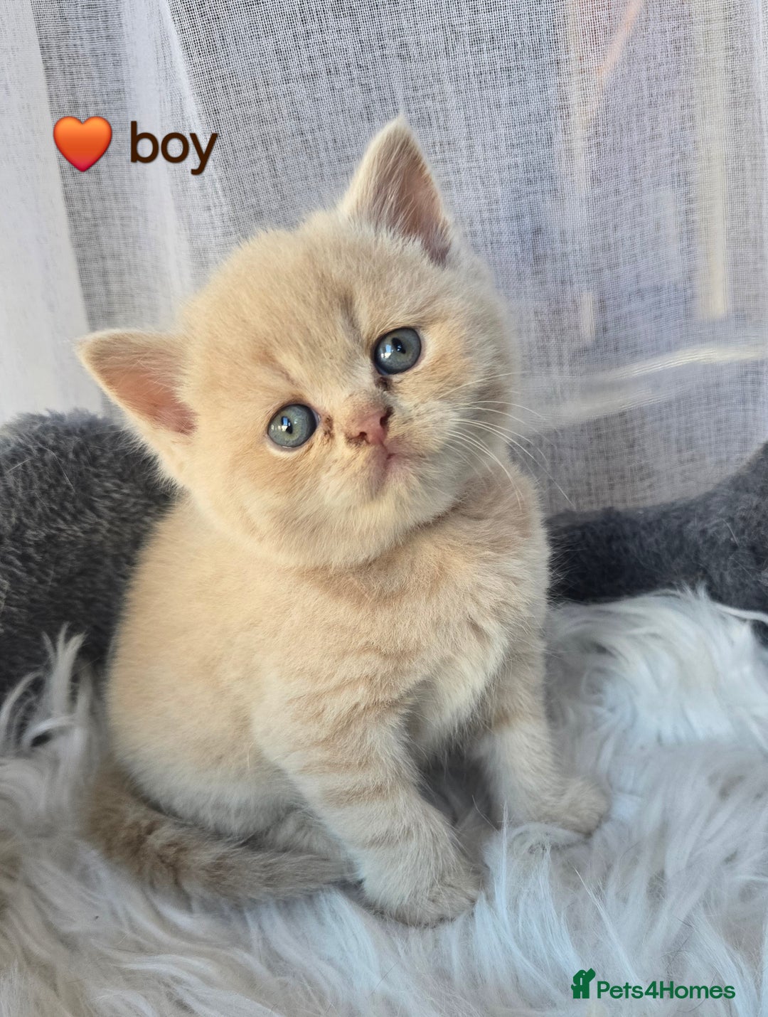 British Shorthair cats for sale: A charming kitten will be available in December. - Image 19