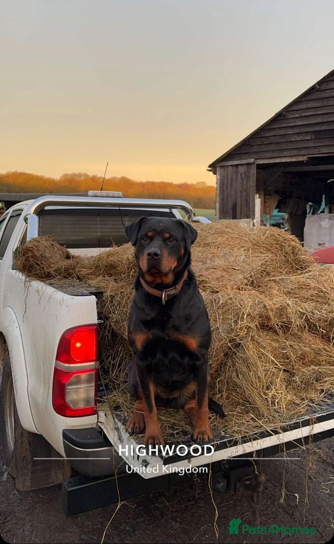 Rottweiler dogs for sale: Chunky Rottweiler puppies for sale  - Image 11