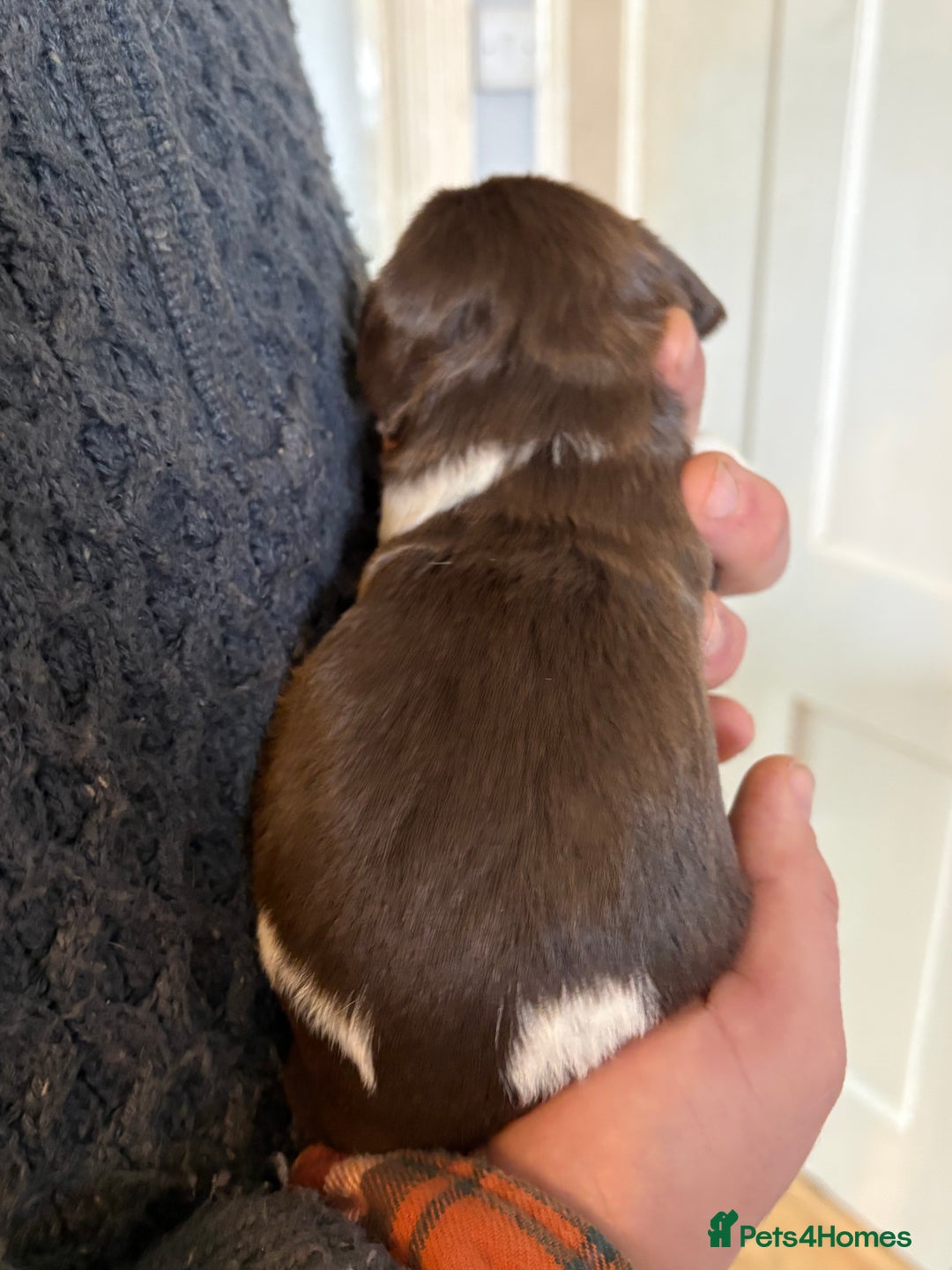 English Springer Spaniel dogs for sale: Beautiful litter of KC REG Puppies - Advert 24