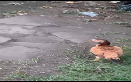 Chickens poultry for sale: Bengum Aseel rooster pakistani begum - Image 11