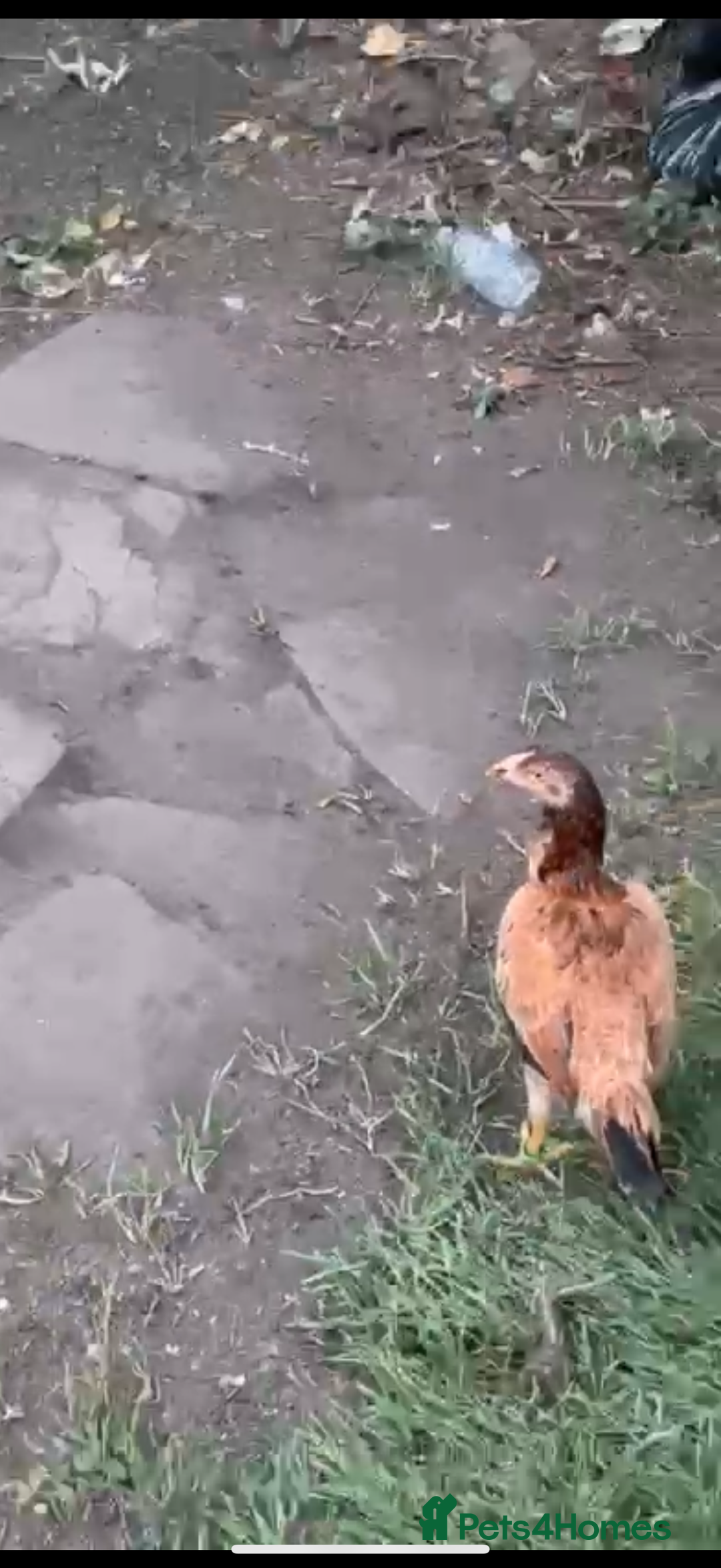 Chickens poultry for sale: Bengum Aseel rooster pakistani begum - Image 11