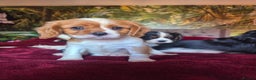 Cavalier King Charles Spaniel dogs for sale: Cavalier King Charles Spaniel Puppies Available - Advert 5