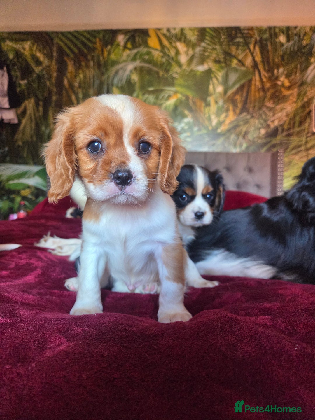 Cavalier King Charles Spaniel dogs for sale: Cavalier King Charles Spaniel Puppies Available - Advert 5