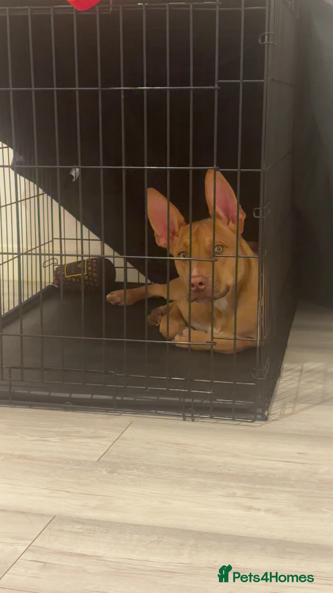 Mixed Breed dogs for sale: Skyla - Advert 2