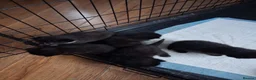 Mixed Breed cats for sale: Kittens - Advert 4